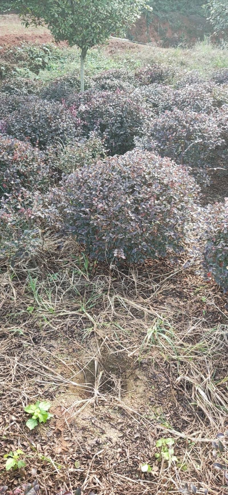 红继木球供应4000棵