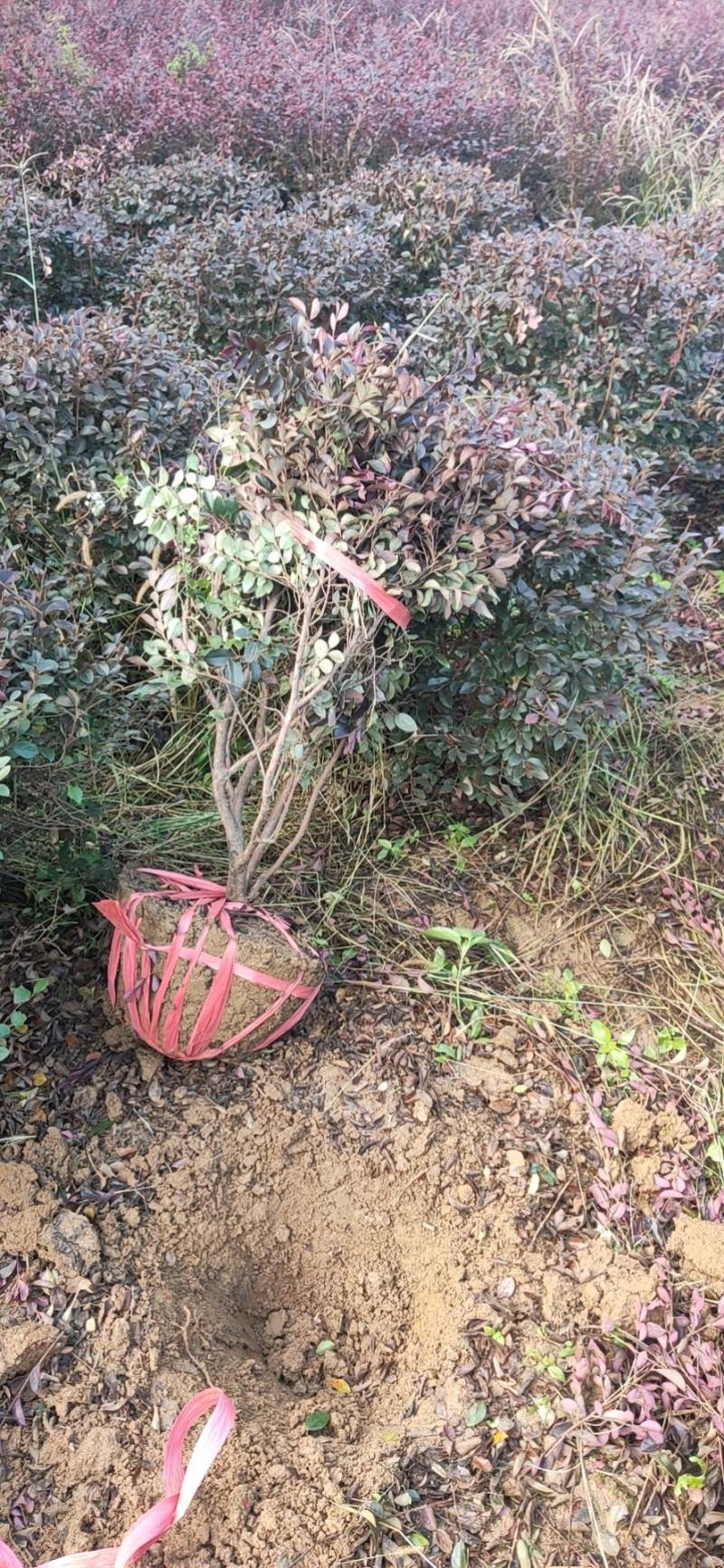 红继木球供应4000棵