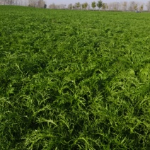 雪里红鲜菜大量上市中