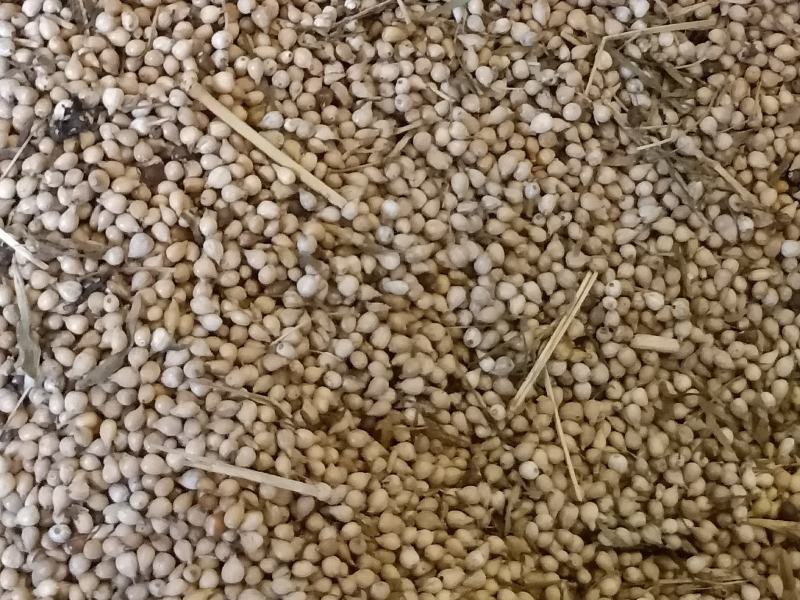 半成品自家种植薏仁米出售