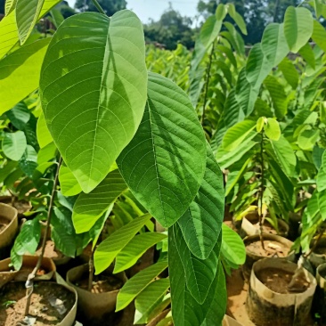 台湾凤梨释茄嫁接袋苗