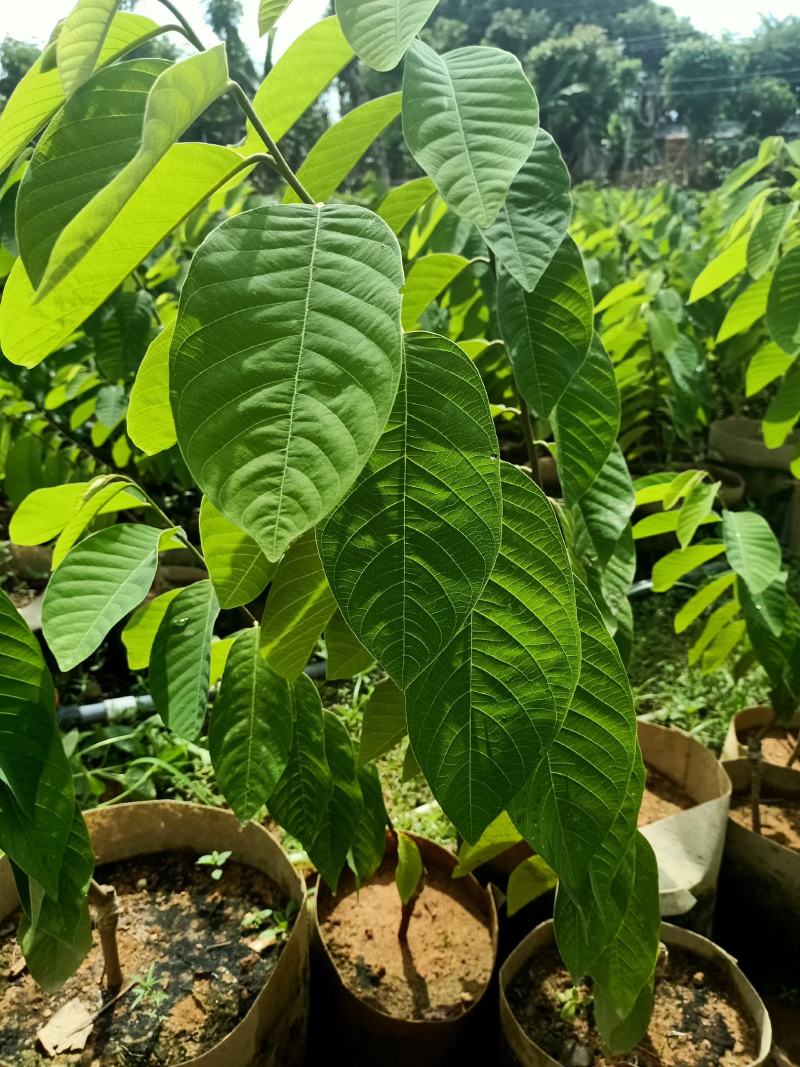 台湾凤梨释茄嫁接袋苗