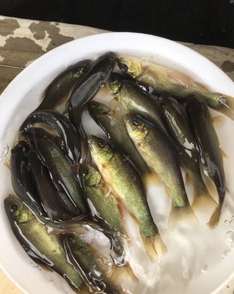 丁桂鱼苗规格齐全基地直销抗病毒长势快技术指导