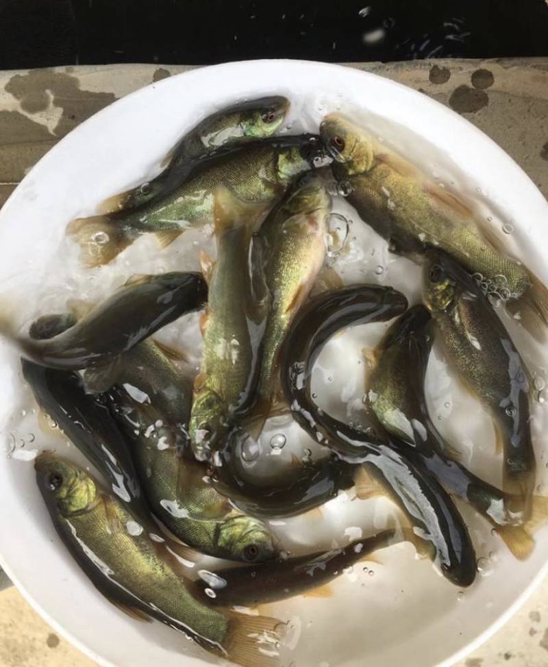 丁桂鱼苗规格齐全基地直销抗病毒长势快技术指导