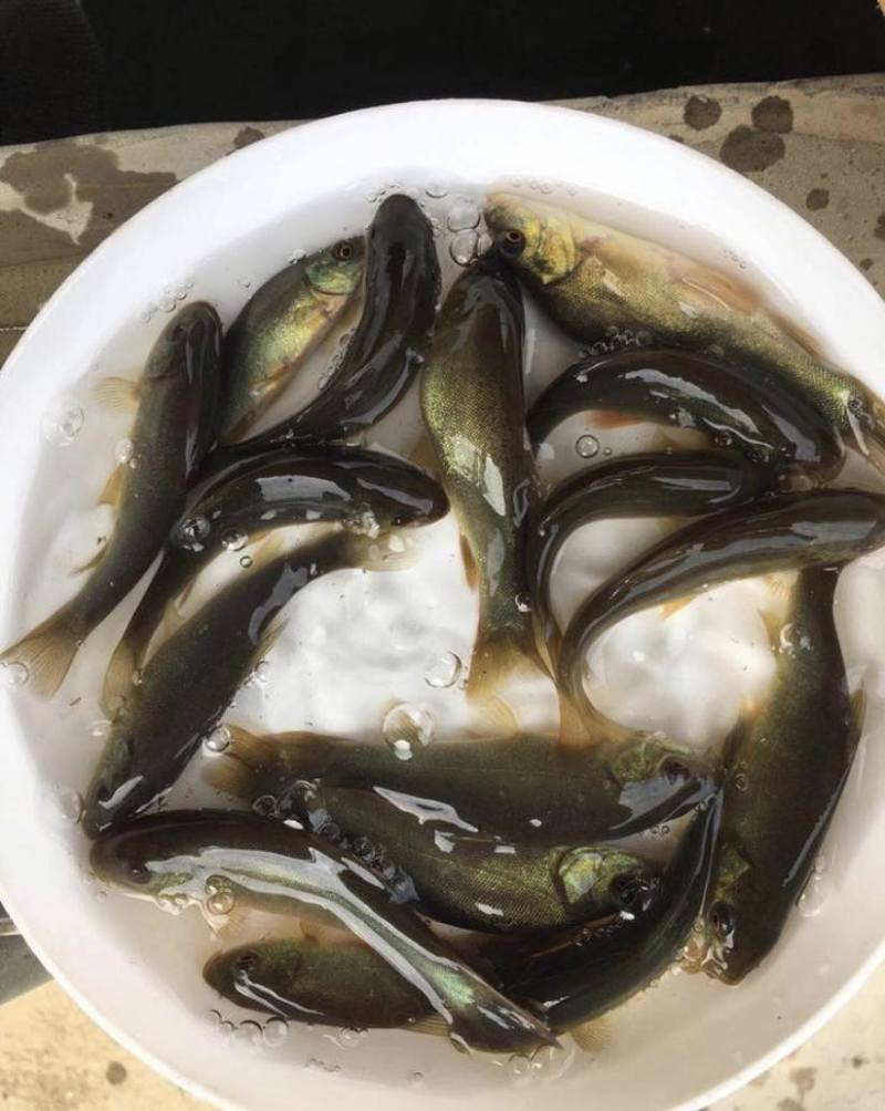 丁桂鱼苗规格齐全基地直销抗病毒长势快技术指导