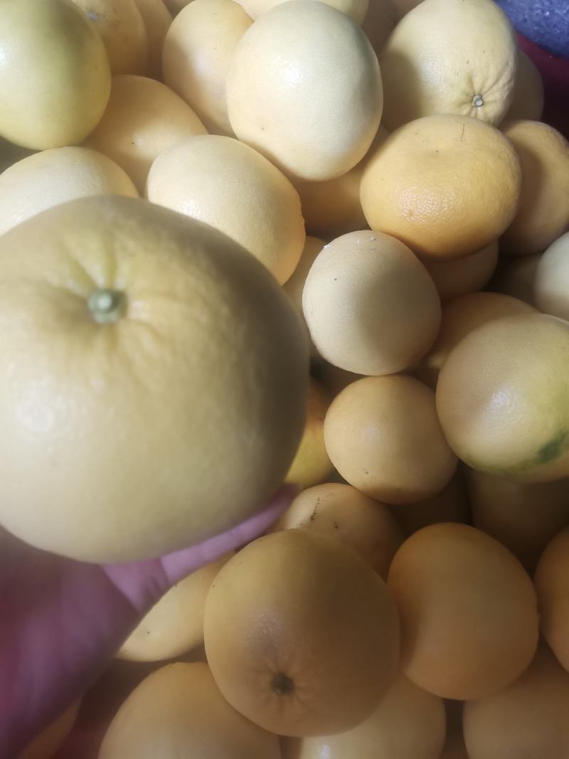 【可视频看货】琯溪蜜柚大量上市中，对接批发，货源充足