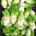 儿菜干，菜干，干菜，璧山儿菜干，脱水蔬菜