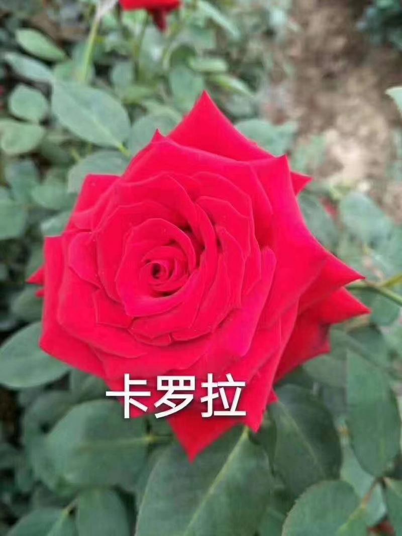 精品卡罗拉玫瑰花种苗，一年四季开花，根系发达，成活率高。
