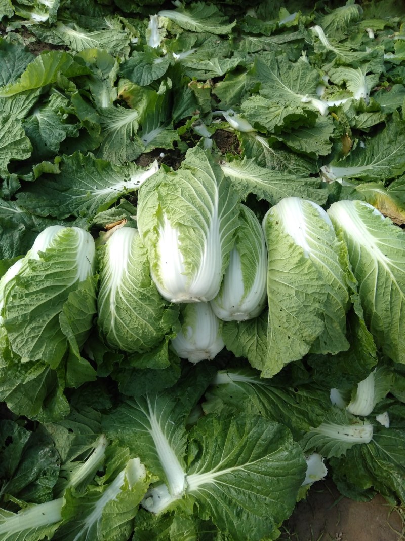 大量供应优质黄心大白菜欢迎各地客商咨询选购