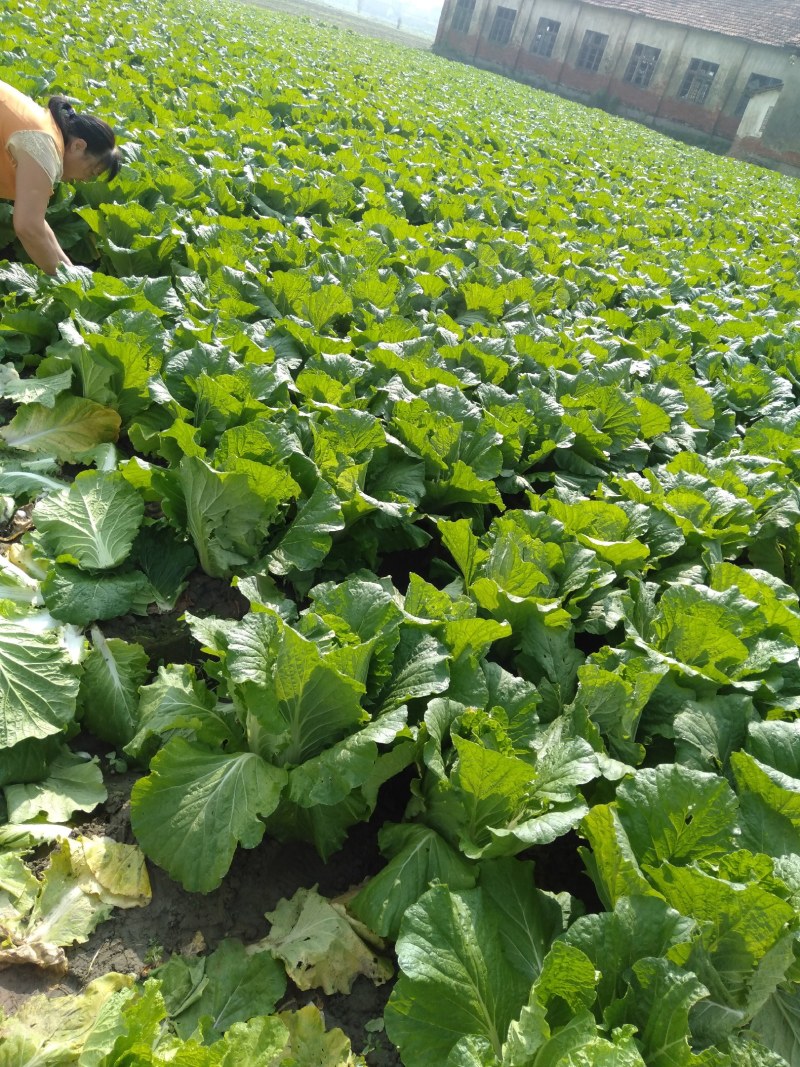 大量供应优质黄心大白菜欢迎各地客商咨询选购