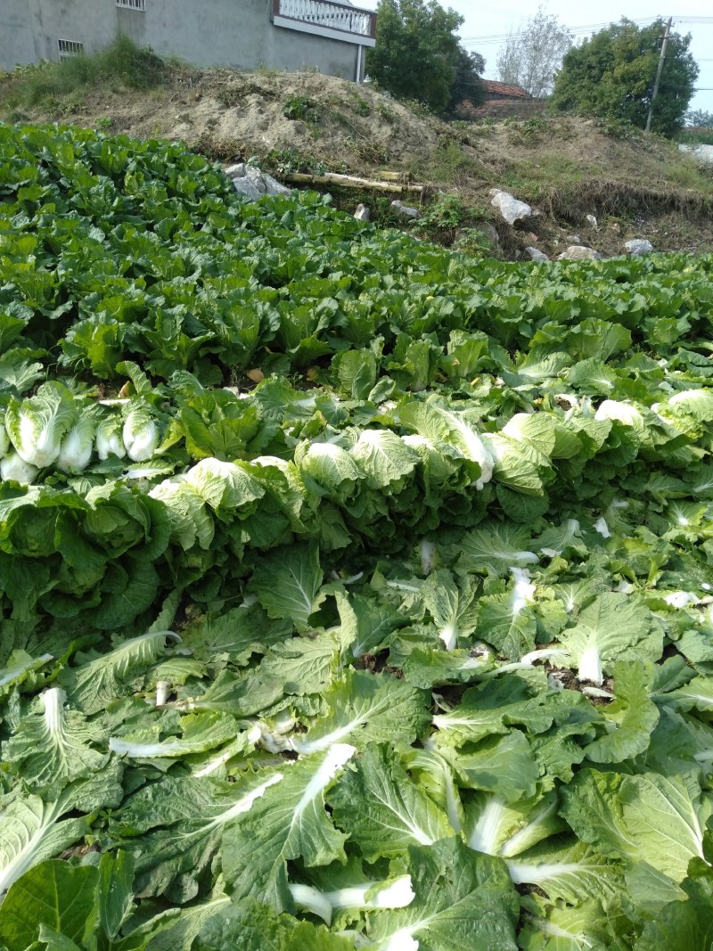 大量供应优质黄心大白菜欢迎各地客商咨询选购