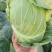 甘蓝圆包菜扁包菜二扁