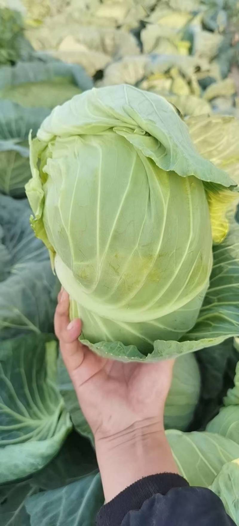 甘蓝圆包菜扁包菜二扁