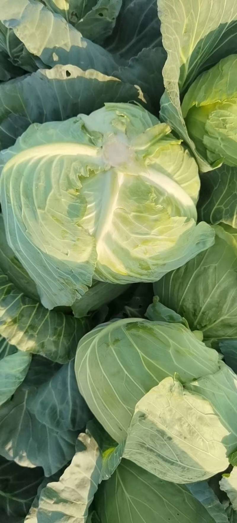 甘蓝圆包菜扁包菜二扁