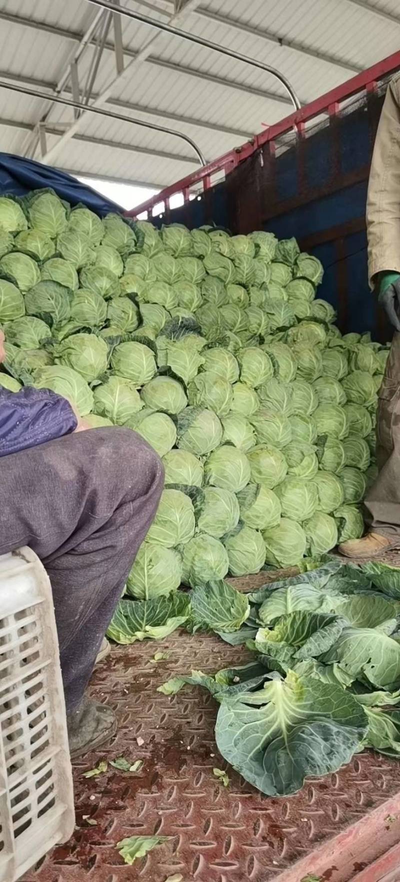 甘蓝圆包菜扁包菜二扁