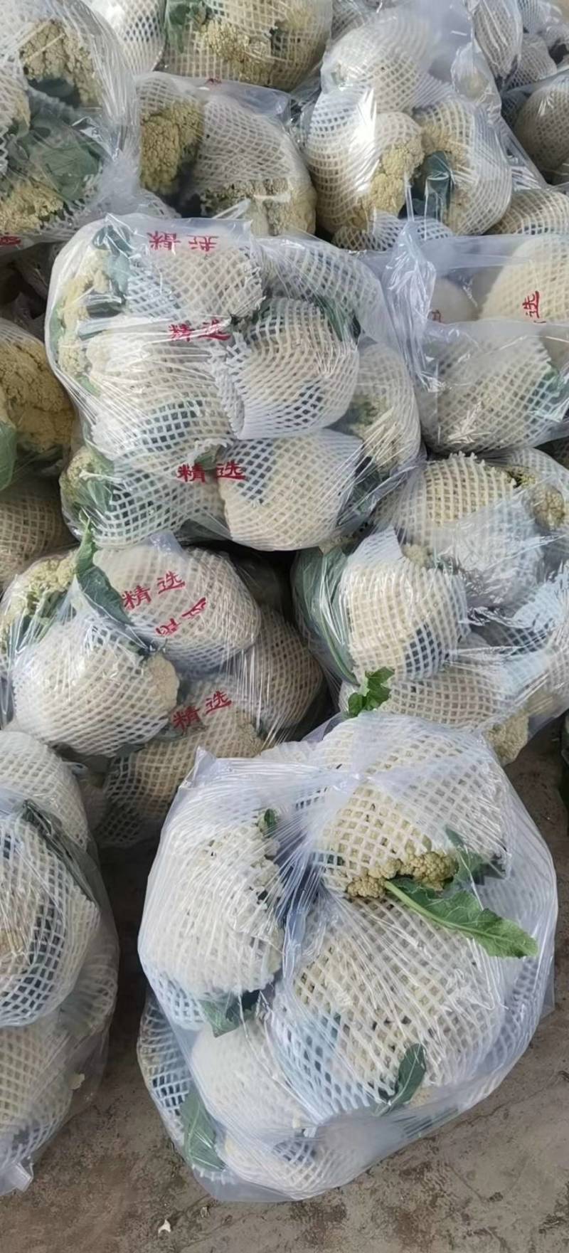 甘蓝圆包菜扁包菜二扁