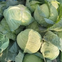 甘蓝圆包菜扁包菜二扁