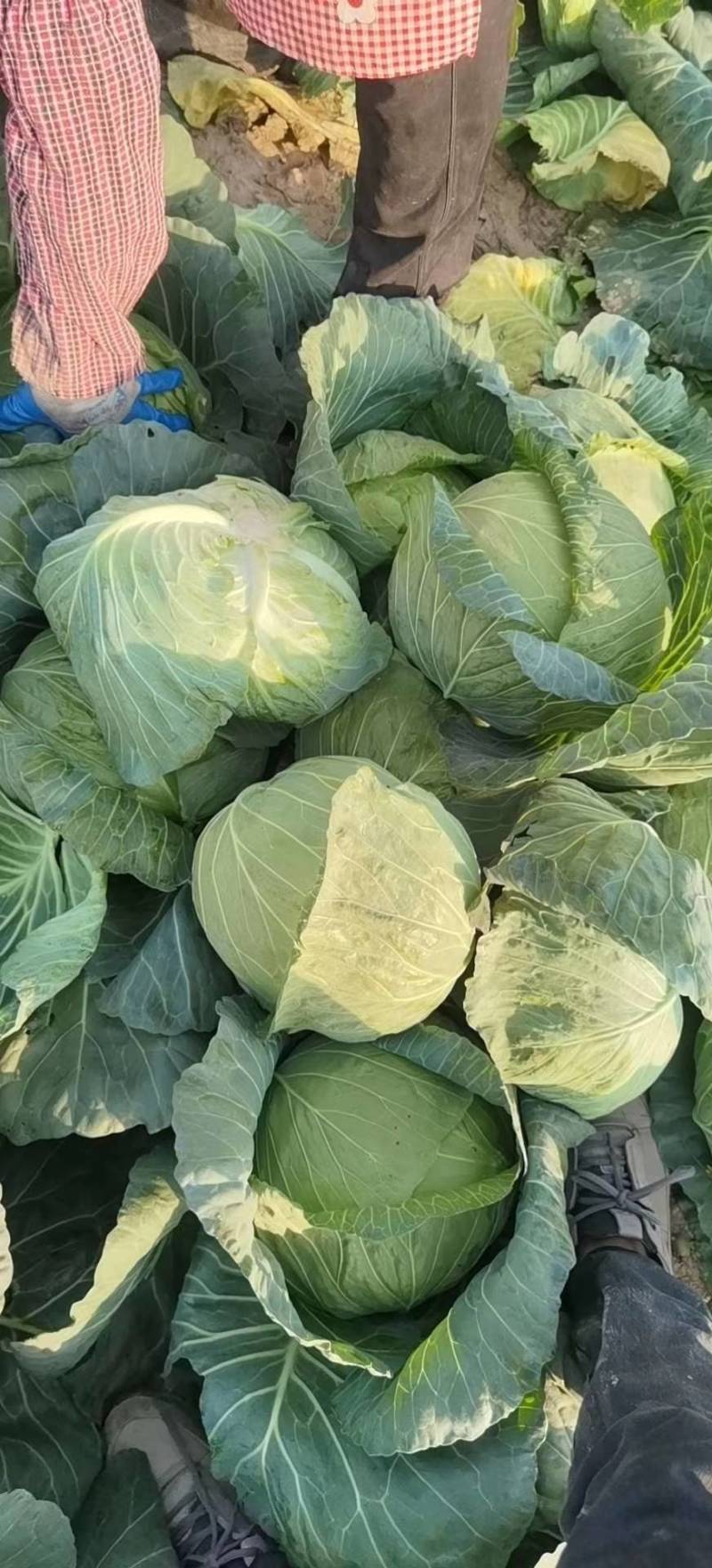 甘蓝圆包菜扁包菜二扁