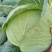 甘蓝圆包菜扁包菜二扁