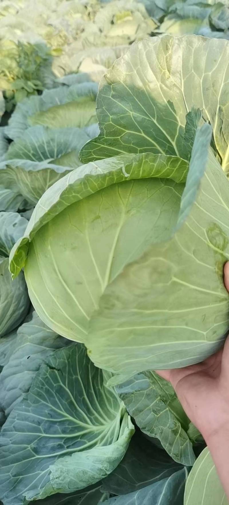 甘蓝圆包菜扁包菜二扁
