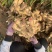 红芽鲜姜批发产地货源充足品种齐全质量保证
