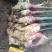 红芽鲜姜批发产地货源充足品种齐全质量保证