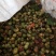 福建福鼎白茶茶叶种子茶籽落地茶果大量供应，百分百发芽