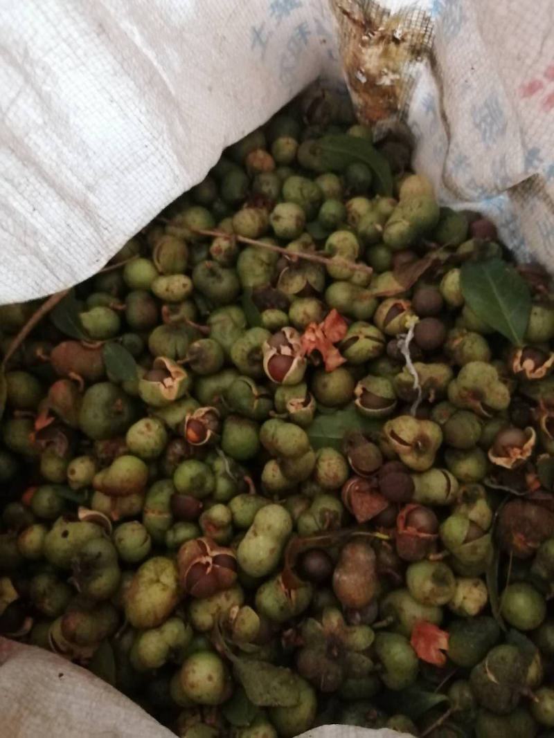福建福鼎白茶茶叶种子茶籽落地茶果大量供应，百分百发芽