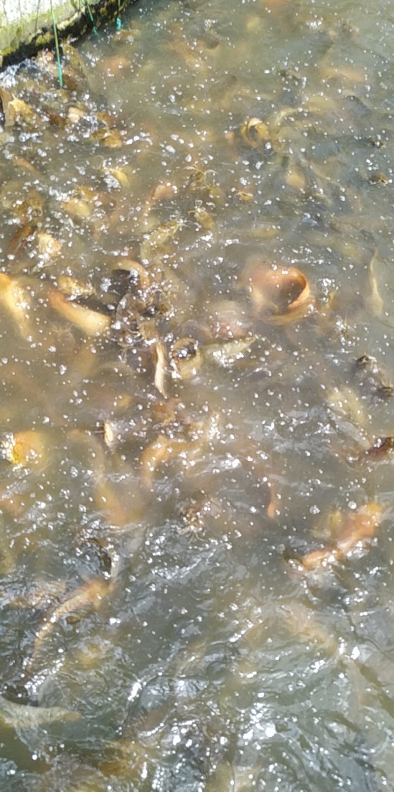 出售，零售，批发塘角鱼，塘鲺，