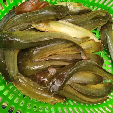 出售，零售，批发塘角鱼，塘鲺，