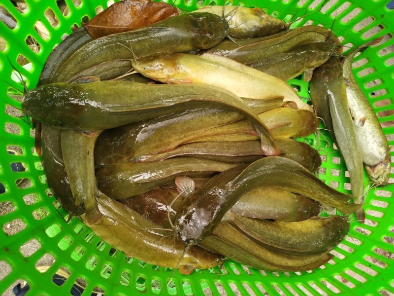 出售，零售，批发塘角鱼，塘鲺，