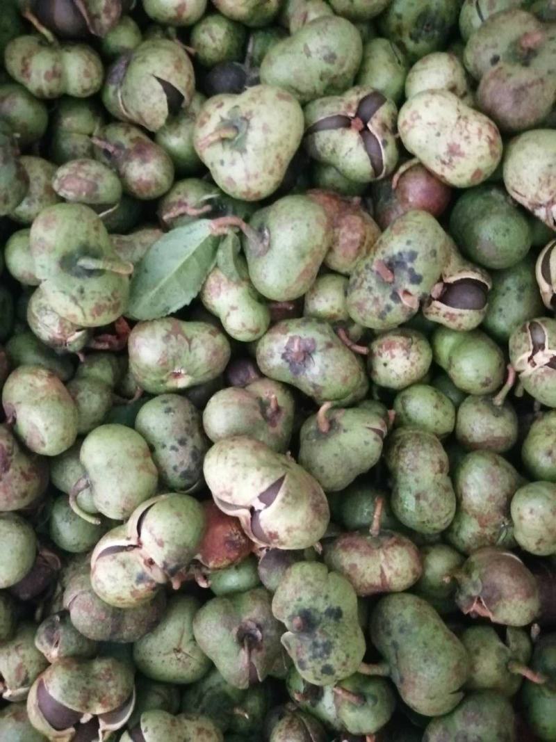 福建福鼎白茶茶叶种子茶籽落地茶果大量现货供应，百分百发芽
