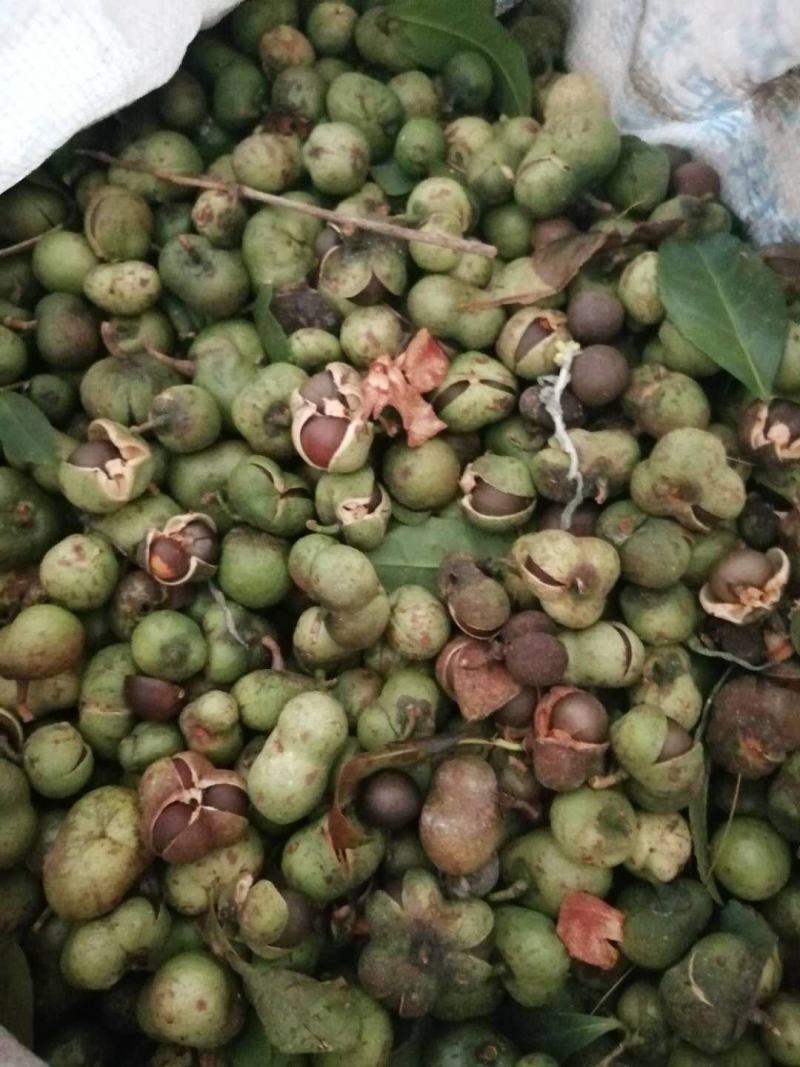 福建福鼎白茶茶叶种子茶籽落地茶果大量现货供应，百分百发芽