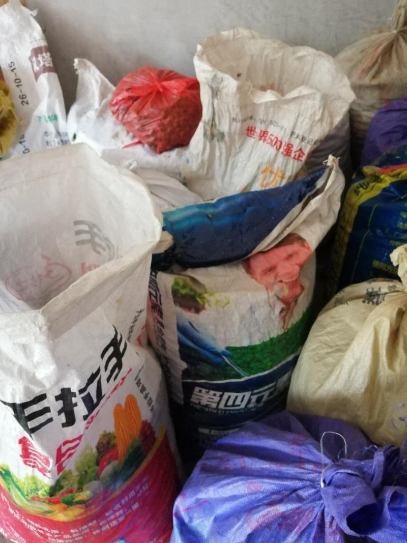 福建福鼎白茶茶叶种子茶籽落地茶果大量现货供应，百分百发芽