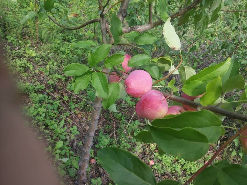 牛奶果树苗，辽宁铁岭特产大量上市欢迎来电咨询