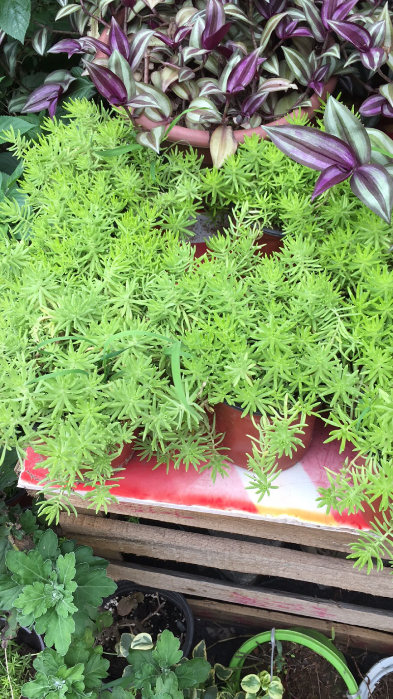 多肉批发，拼箱，老庄等