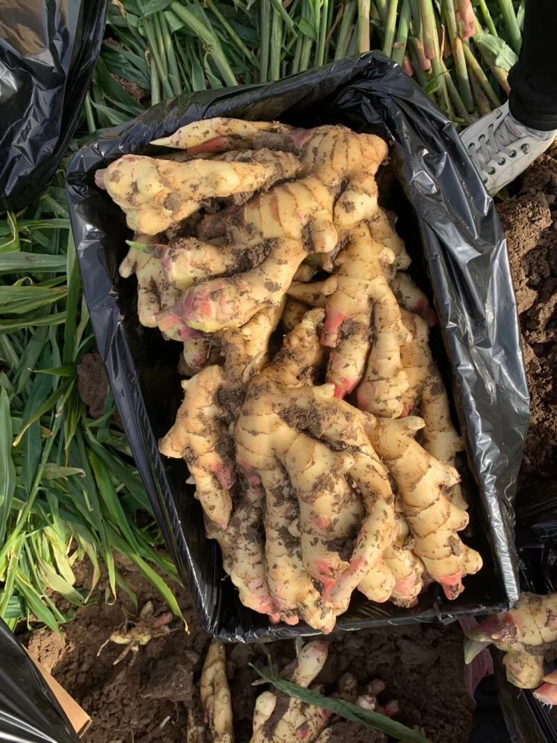 优质生姜鲜姜批发产地一手货源品种齐全货源充足质量保证