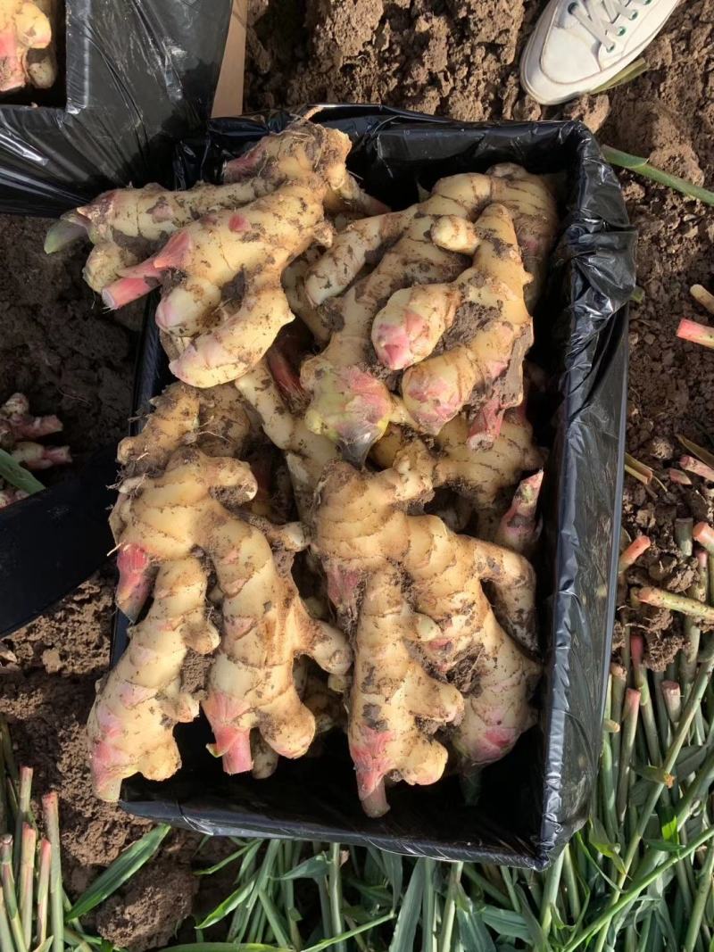 优质生姜鲜姜批发产地一手货源品种齐全货源充足质量保证