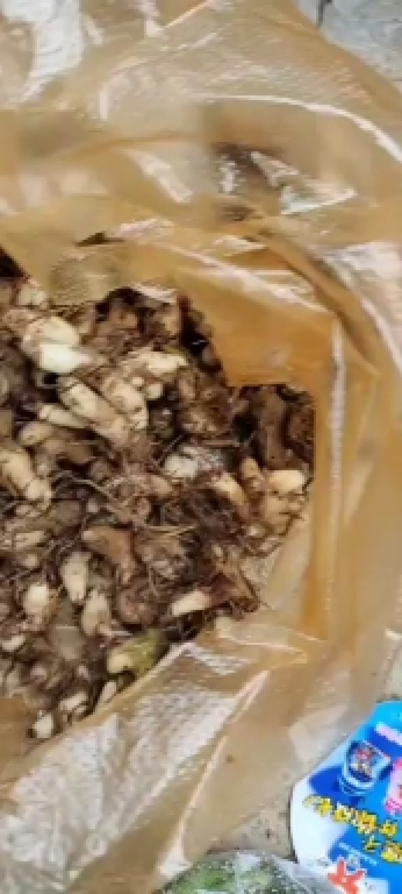 种植三叉白芨，量大从优