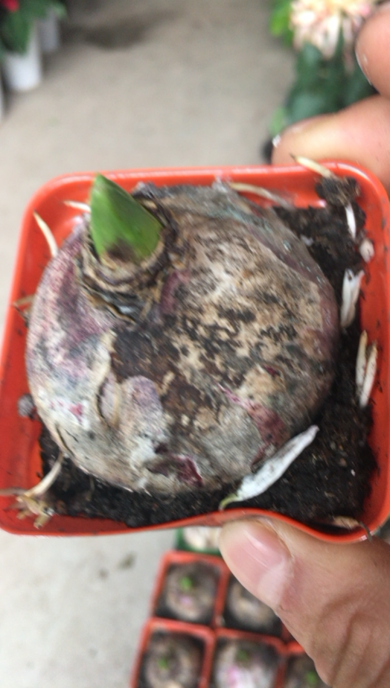 风信子专供，一手货源