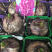 风信子专供，一手货源