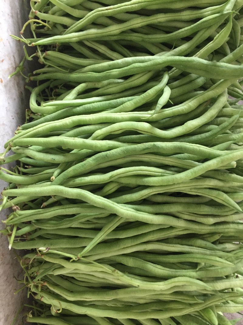 无筋豆大量上市，承接社区平台，电商，批发市场，拖板车