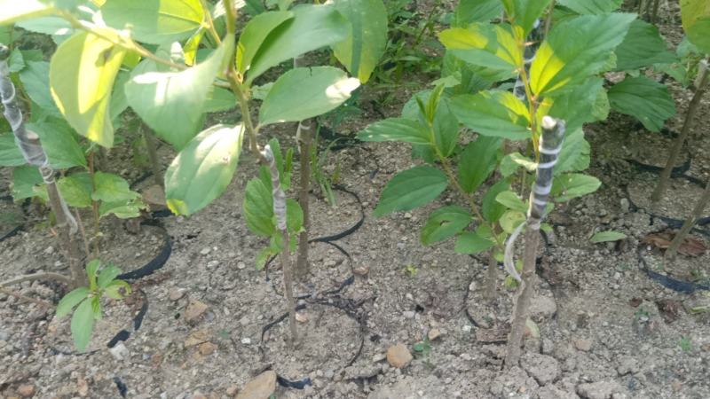 青枣苗，嫁接脆蜜枣苗，大青枣苗嫁接枣子果树苗蜜丝枣苗台湾