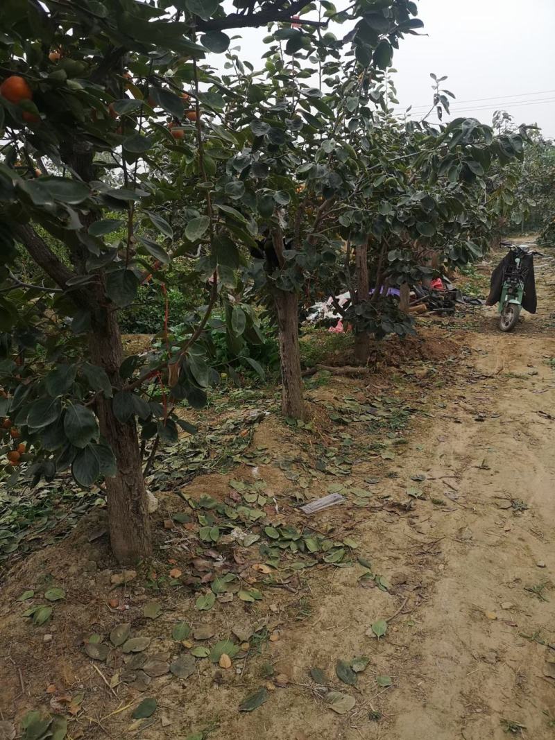 基地出售五公分六公分八公分十公分甜柿子树涩柿子树