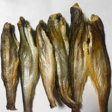 深海小龙鱼雷鱼大量到货价格便宜一手货源