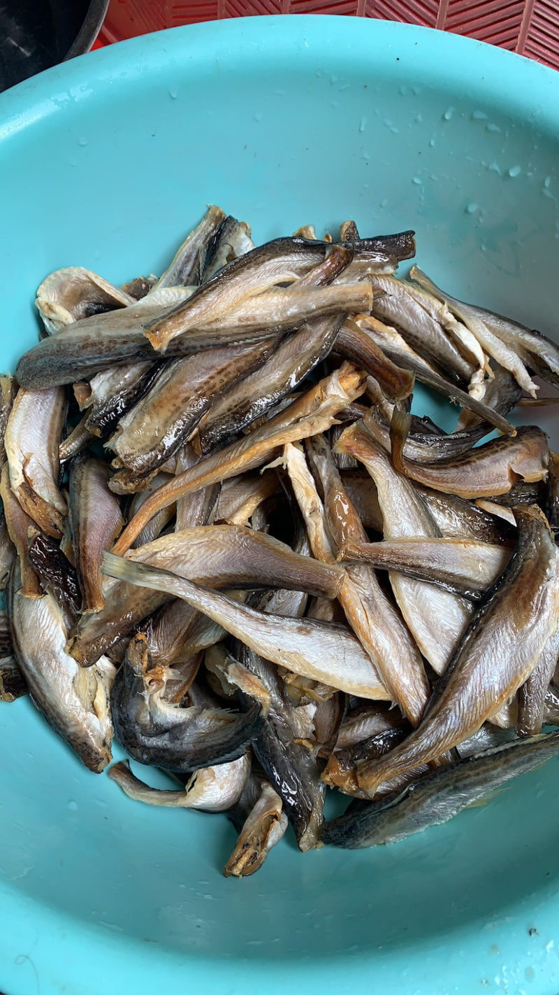 深海小龙鱼雷鱼大量到货价格便宜一手货源