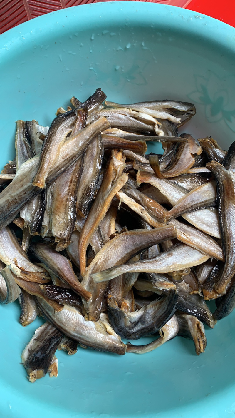 深海小龙鱼雷鱼大量到货价格便宜一手货源