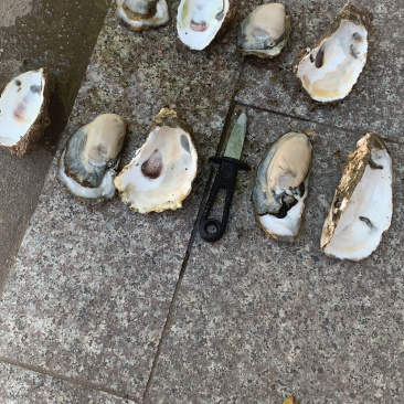 福建种大蚝欢迎来电联系