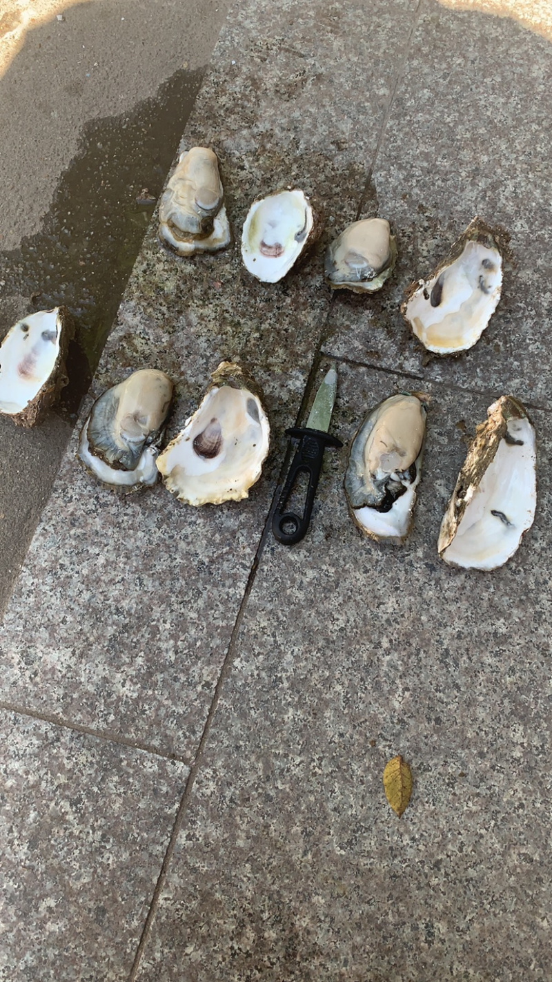 福建种大蚝欢迎来电联系