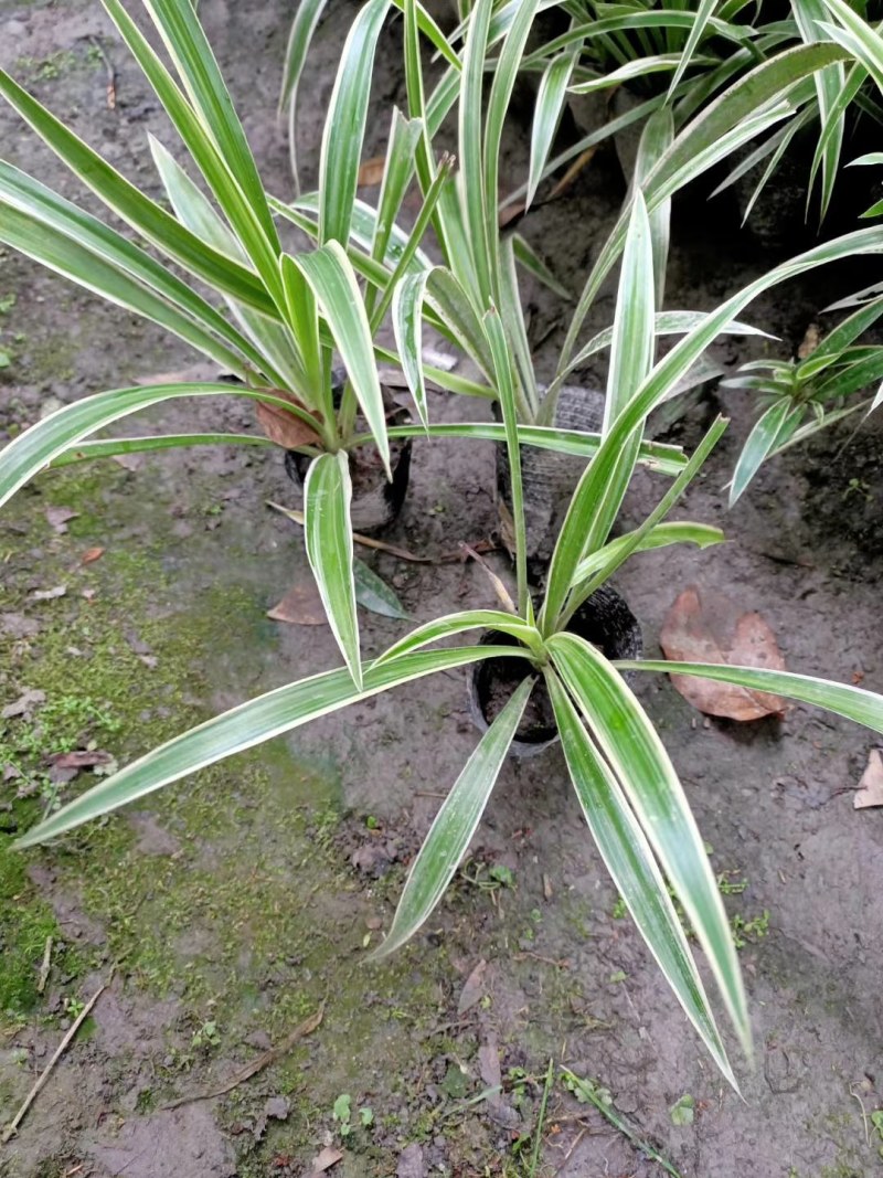 金边吊兰，高度20-30.规格齐全，量大从优，保质保量